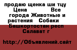 продаю щенка ши-тцу › Цена ­ 10 000 - Все города Животные и растения » Собаки   . Башкортостан респ.,Салават г.